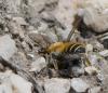 Hoplitis sp.